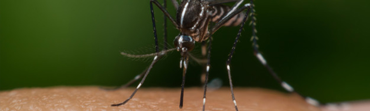 como-evitar-la-proliferacion-de-mosquitos.jpg