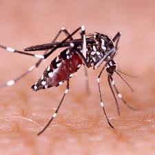 mosquito dengue.jpg